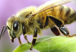 Honey-Bee Honey-Bee