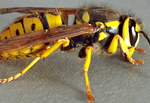 Yellowjacket Yellowjacket