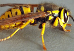 Yellowjacket