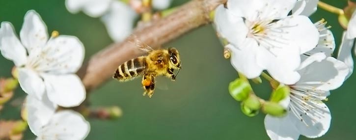 Insect Stings: What You Need to Know this Summer Insect Stings: What You Need to Know this Summer