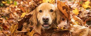 Why Does Sinus Infection Season Start in the Fall? Why Does Sinus Infection Season Start in the Fall?