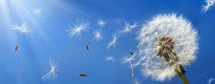 What Causes A Severe Spring Allergy Season? What Causes A Severe Spring Allergy Season?