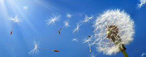 What Causes A Severe Spring Allergy Season? What Causes A Severe Spring Allergy Season?